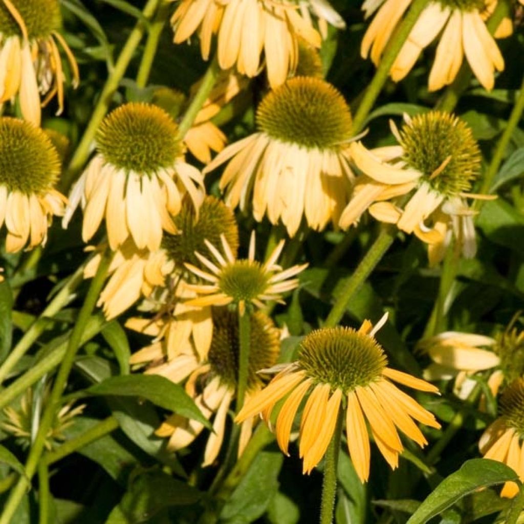 Echinacea purpurea Harvest Moon - Sonnenhut