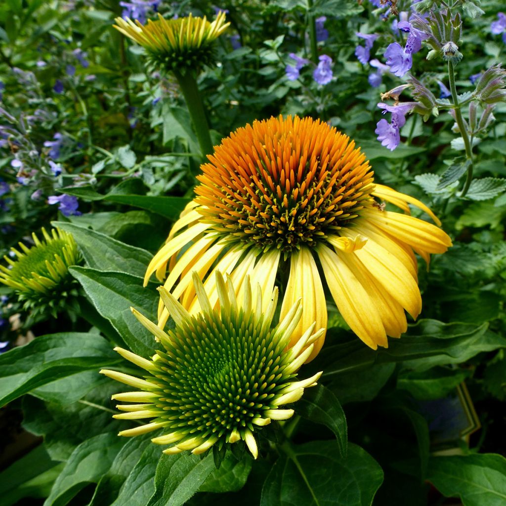 Echinacea purpurea Harvest Moon - Sonnenhut