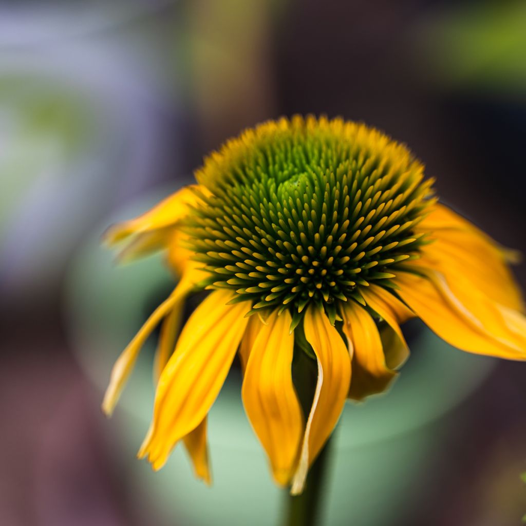 Echinacea purpurea Harvest Moon - Sonnenhut