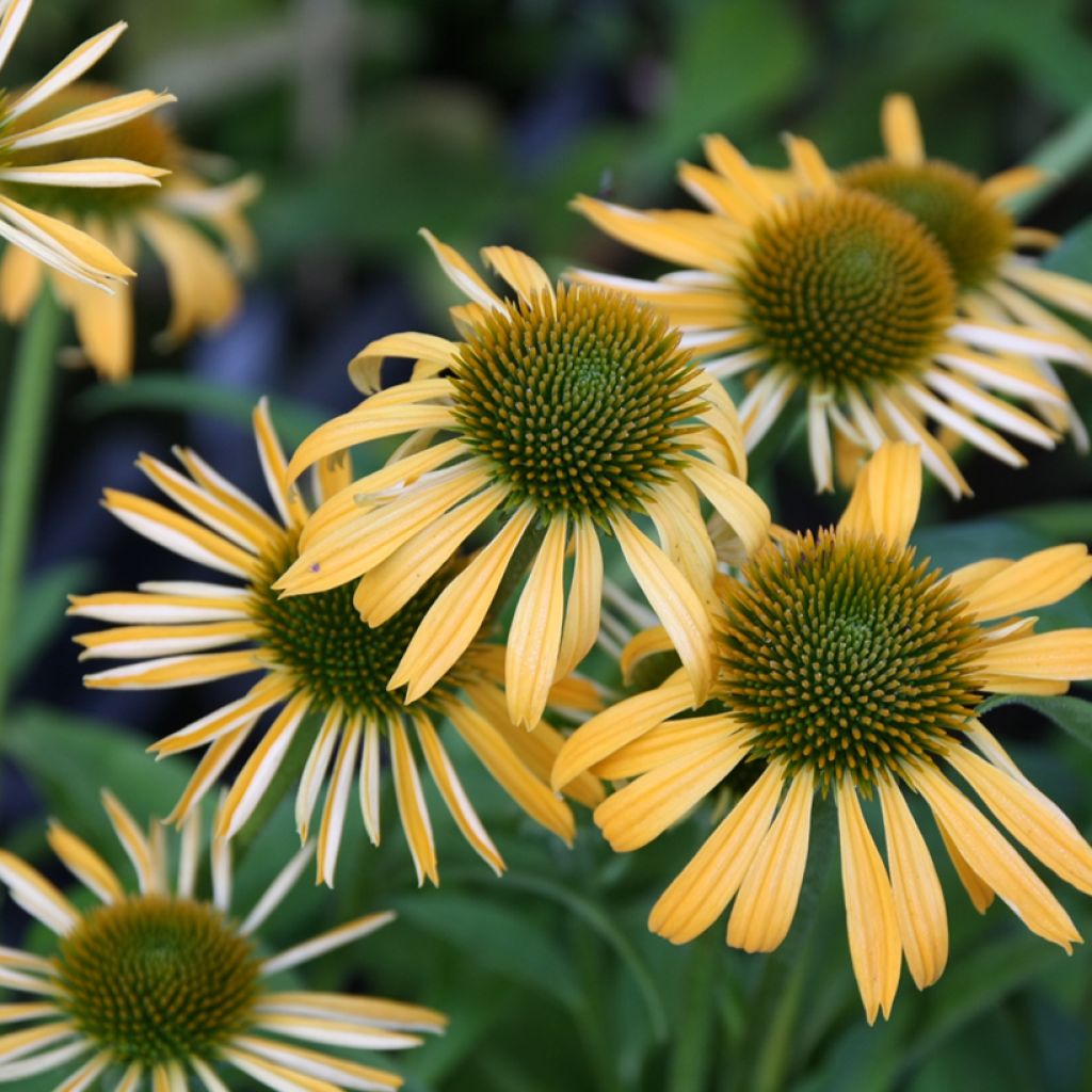 Echinacea purpurea Harvest Moon - Sonnenhut