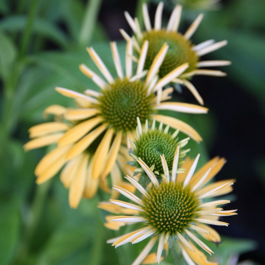 Echinacea purpurea Harvest Moon - Sonnenhut