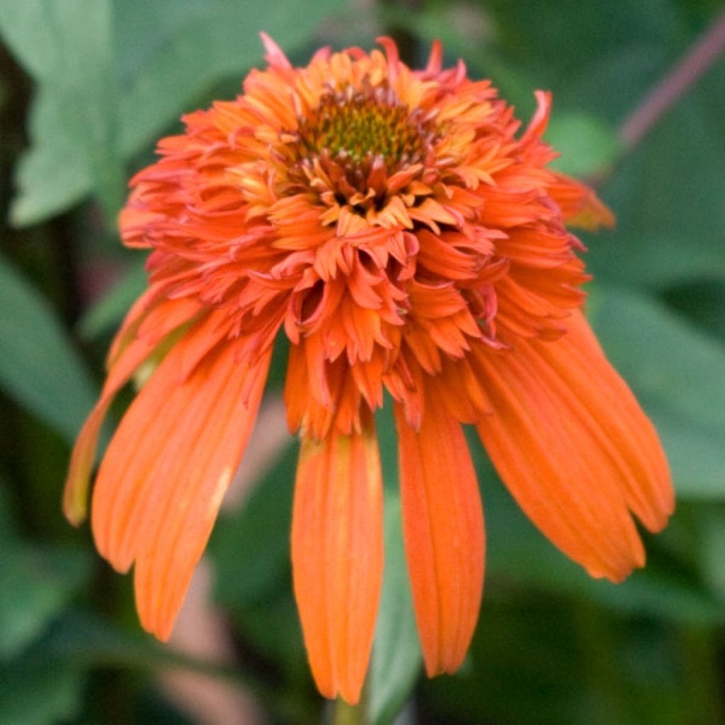 Echinacea purpurea Hot Papaya - Sonnenhut