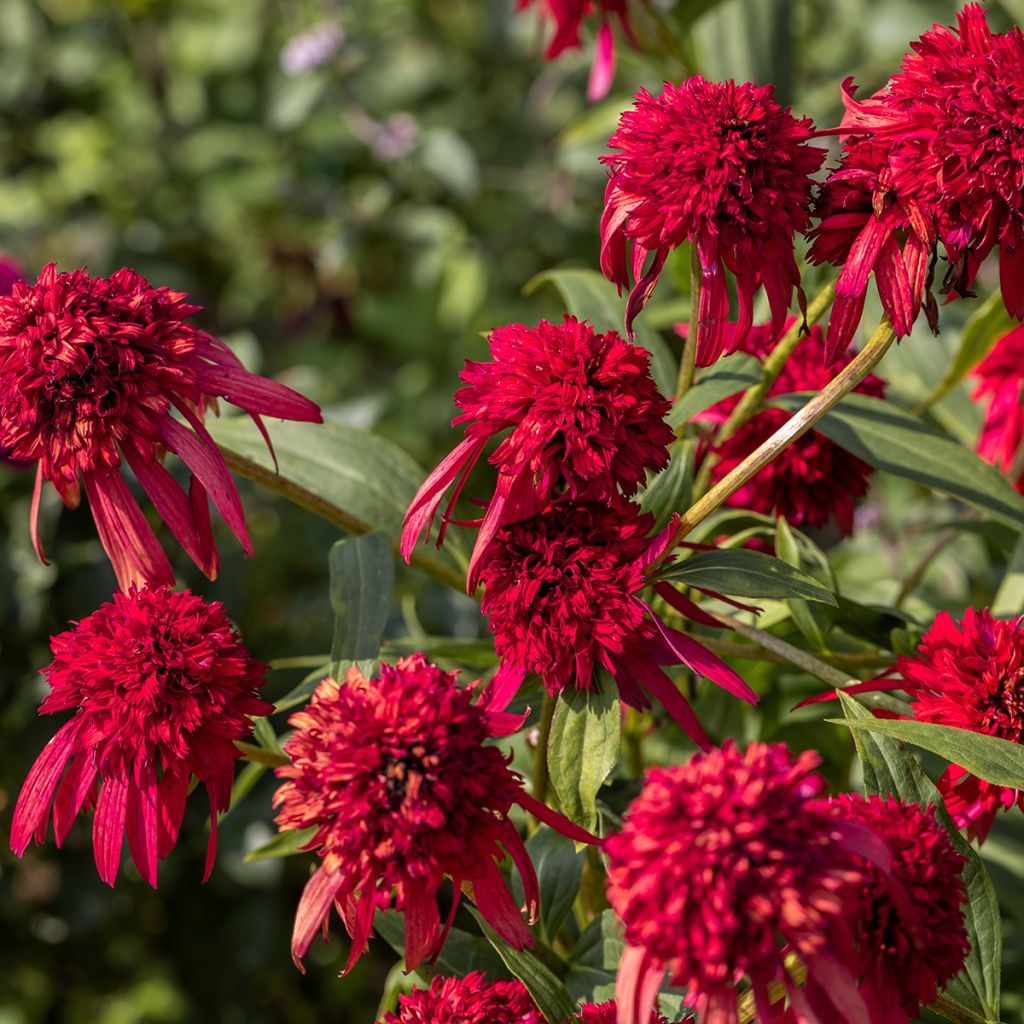 Echinacea purpurea Hot Papaya - Sonnenhut