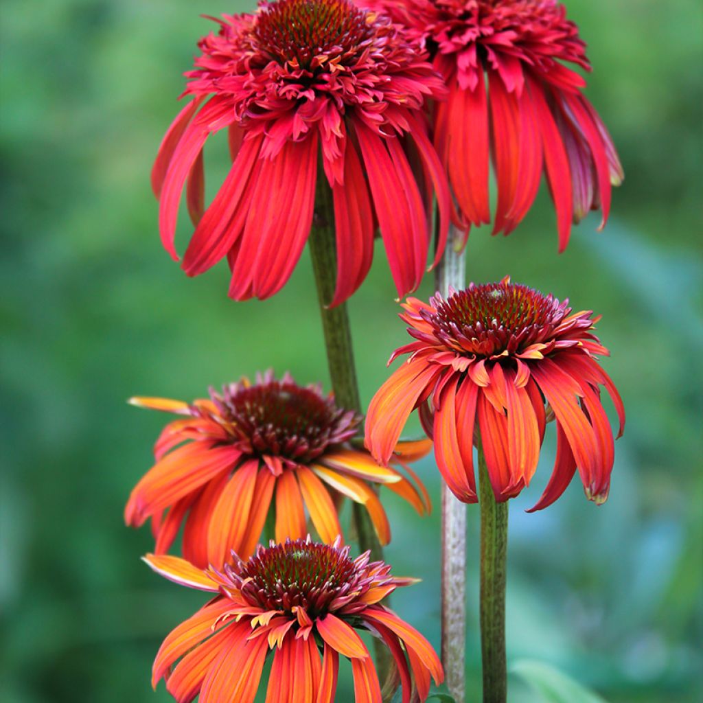 Echinacea purpurea Hot Papaya - Sonnenhut