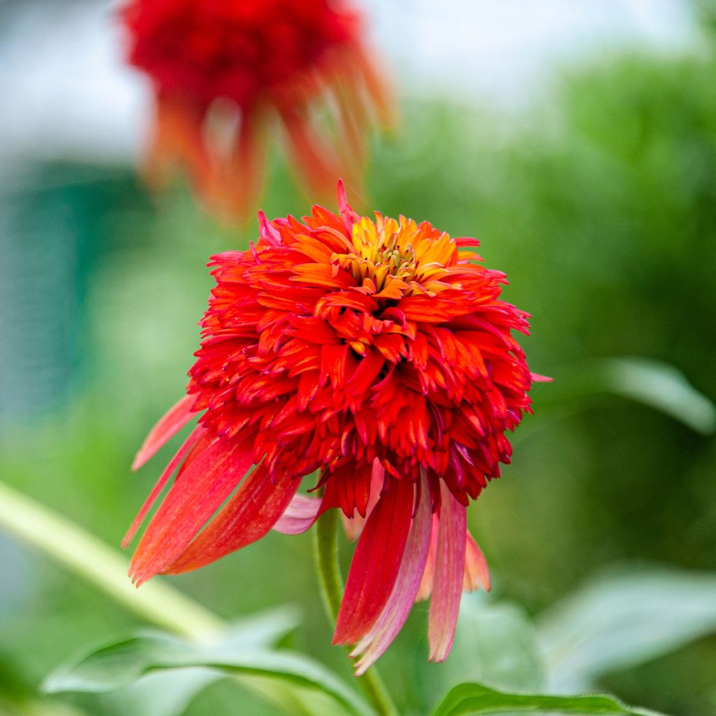 Echinacea purpurea Hot Papaya - Sonnenhut