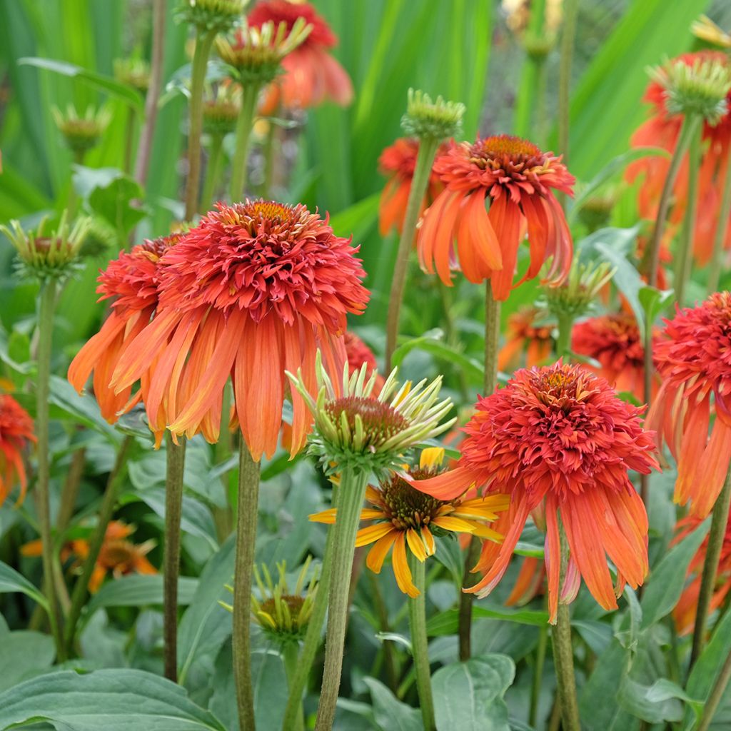 Echinacea purpurea Hot Papaya - Sonnenhut