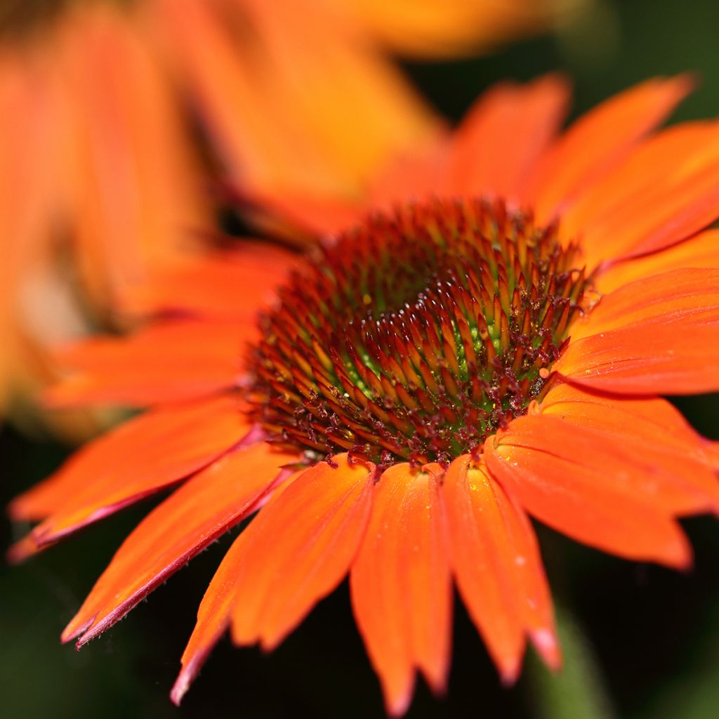 Echinacea purpurea Hot Summer - Sonnenhut