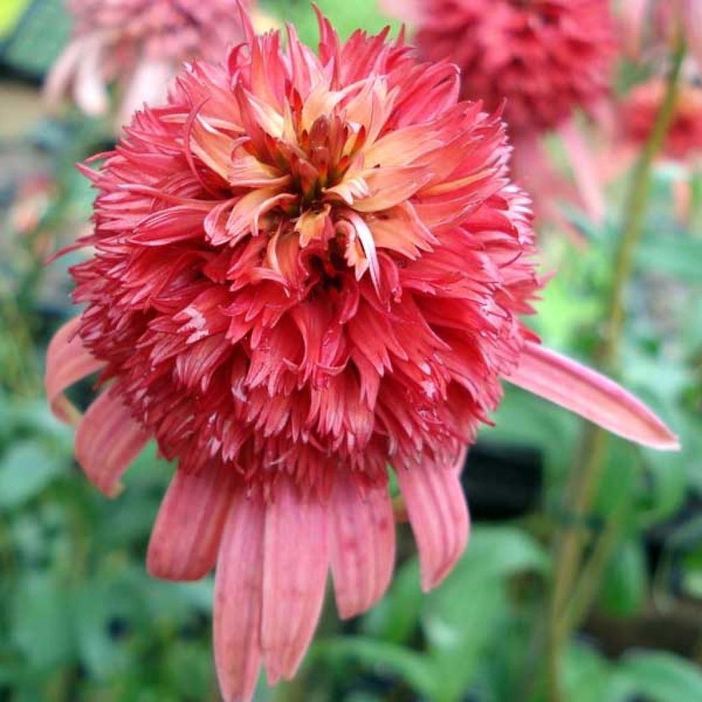 Echinacea purpurea Irresistible - Sonnenhut