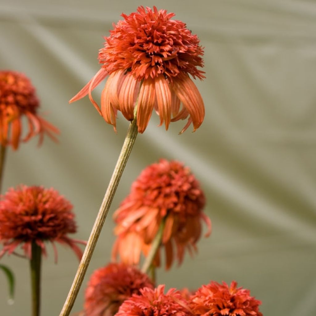 Rudbeckia ou Echinacea purpurea Irresistible