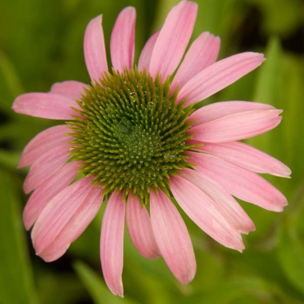 Echinacea purpurea Kim's Knee High - Echinacée