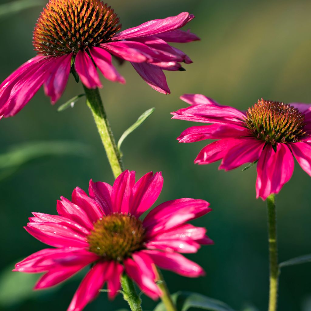 Echinacea Kismet Raspberry - Scheinsonnenhut