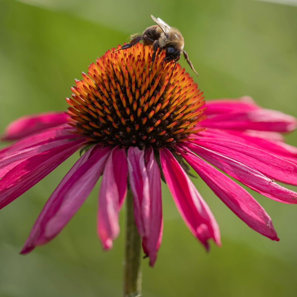 Echinacea Kismet Raspberry - Scheinsonnenhut