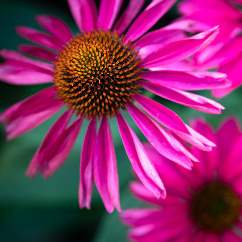 Echinacea Kismet Raspberry - Scheinsonnenhut