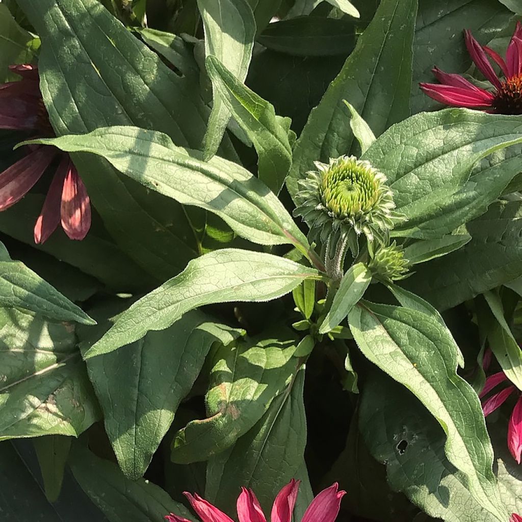 Echinacea Kismet Raspberry - Rudbeckia