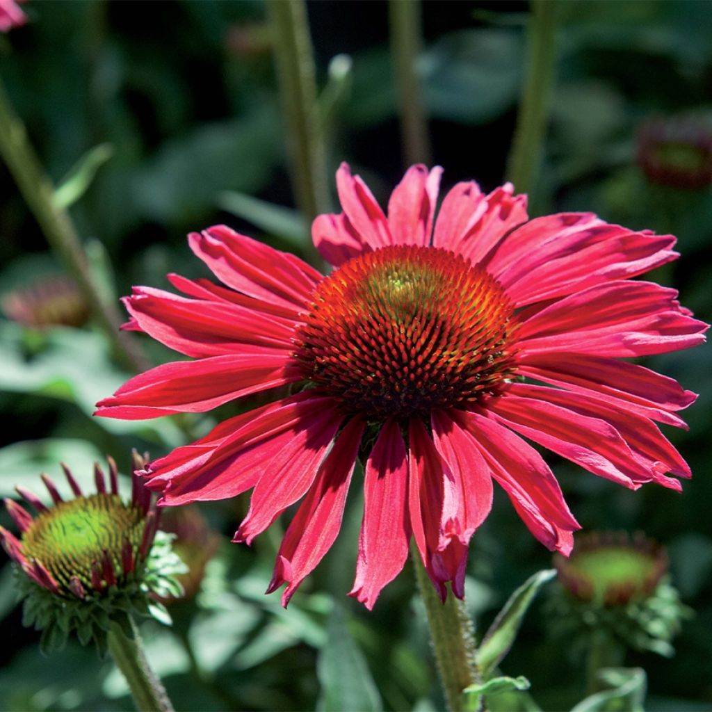 Echinacea Kismet Raspberry - Scheinsonnenhut