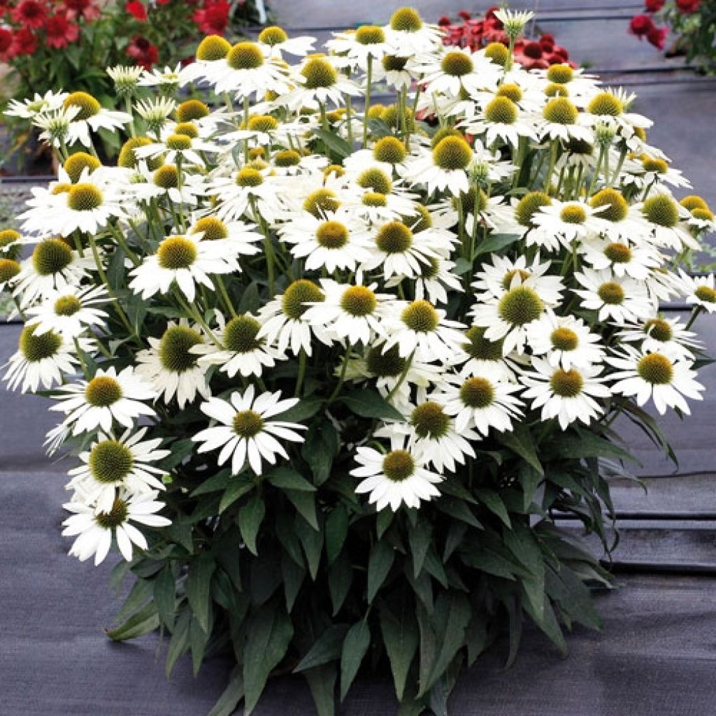 Echinacea Kismet White - Scheinsonnenhut