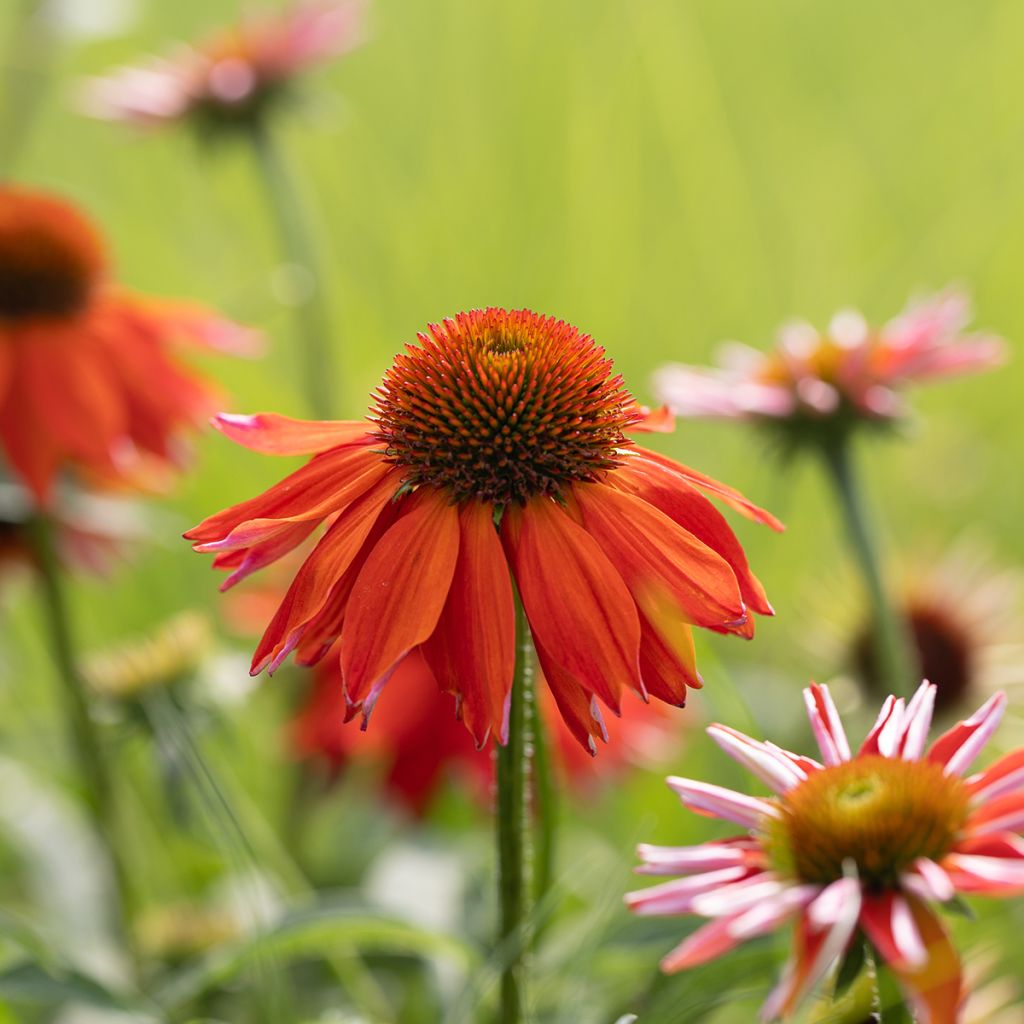 Echinacea purpurea Lakota Orange - Sonnenhut