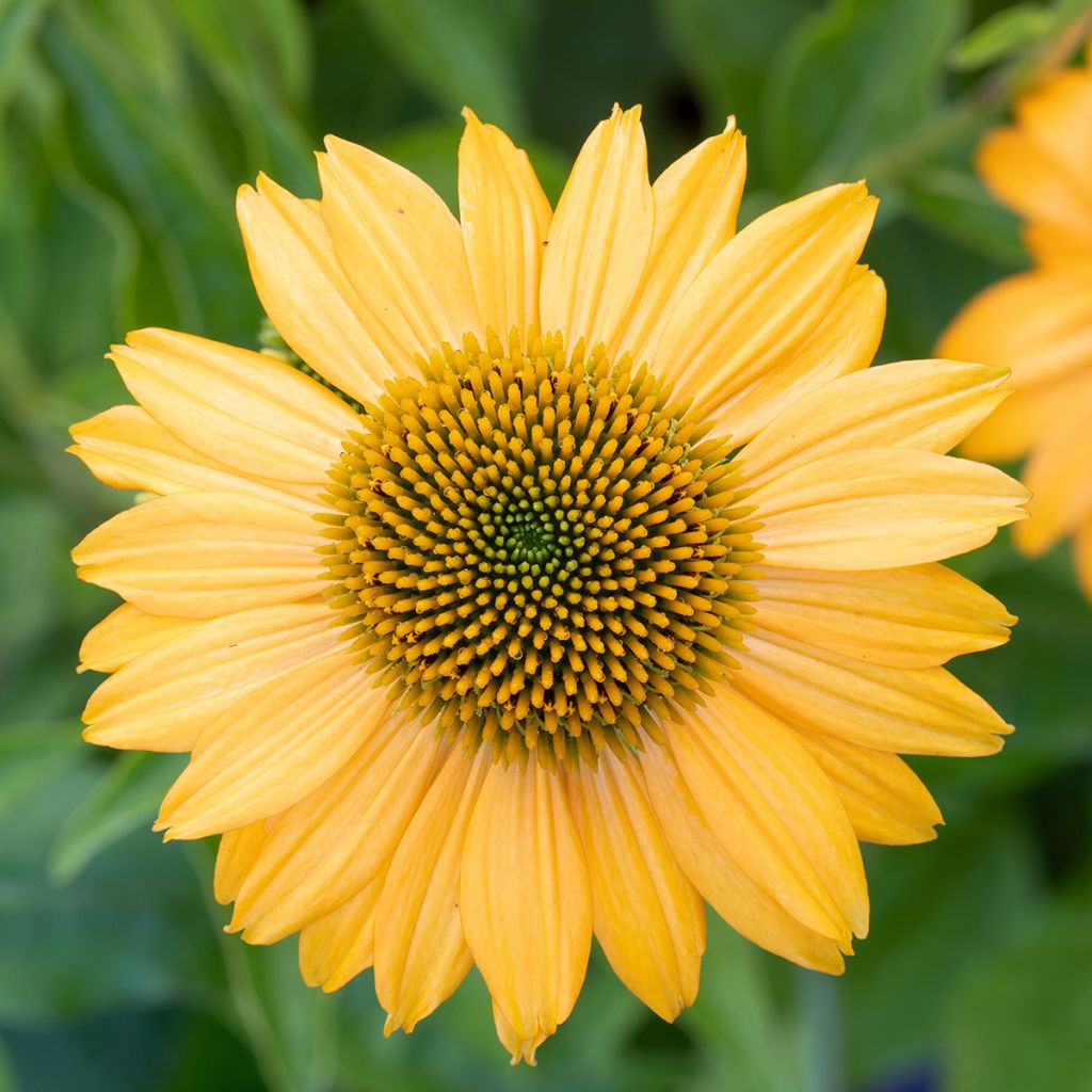 Echinacea purpurea Lakota Yellow - Sonnenhut