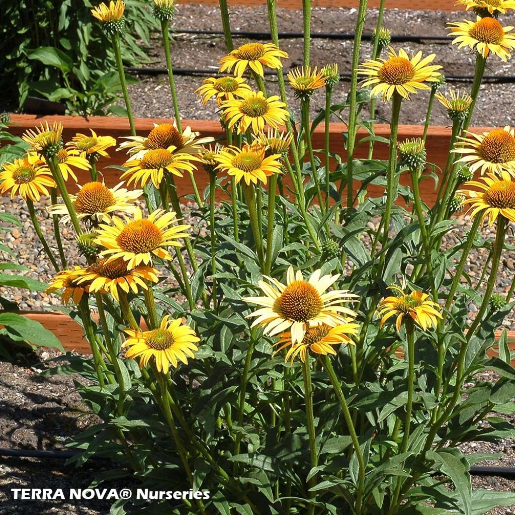 Echinacea  purpurea Mac 'n' Cheese - Rudbeckia pourpre Mac 'n' Cheese