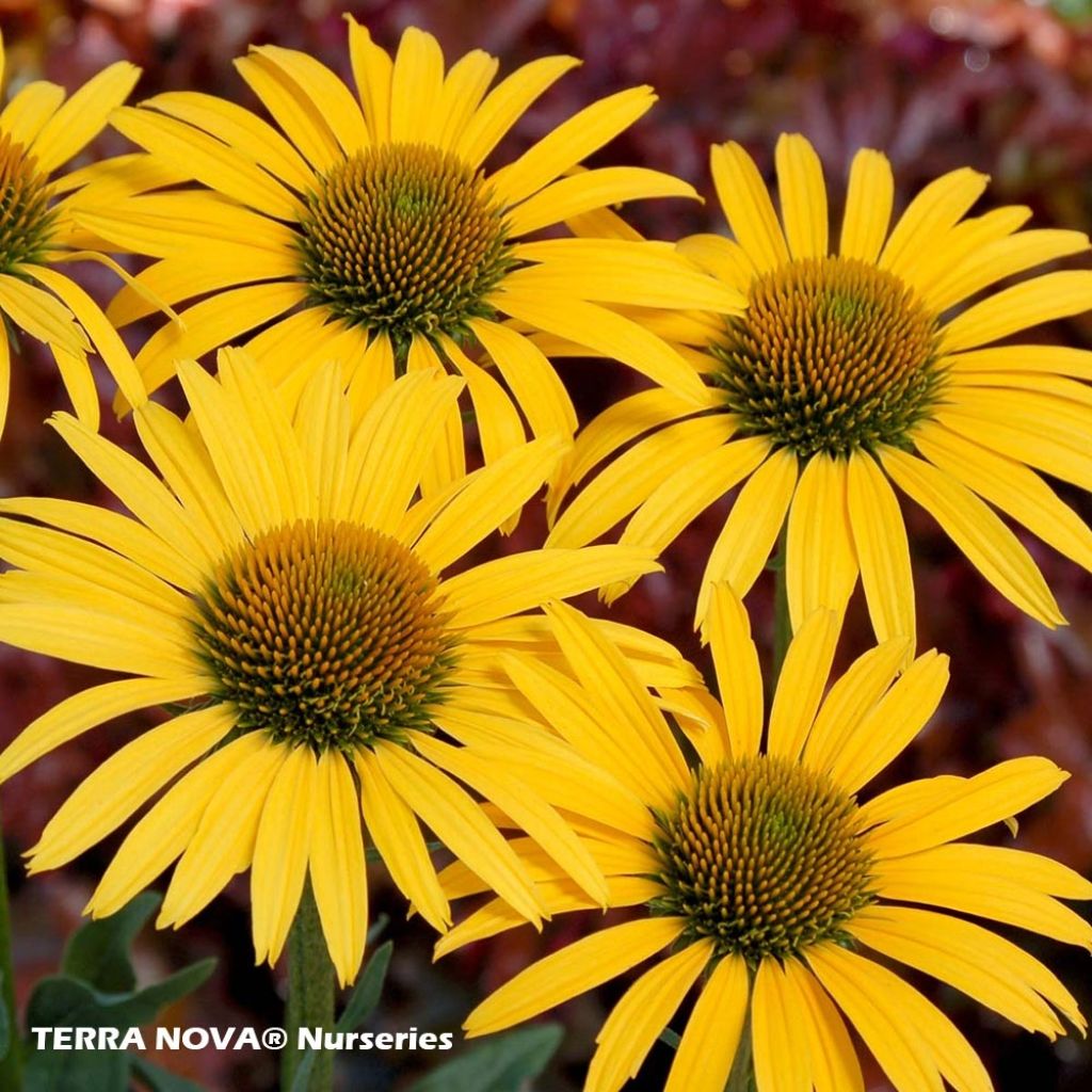 Echinacea  purpurea Mac 'n' Cheese - Rudbeckia pourpre Mac 'n' Cheese