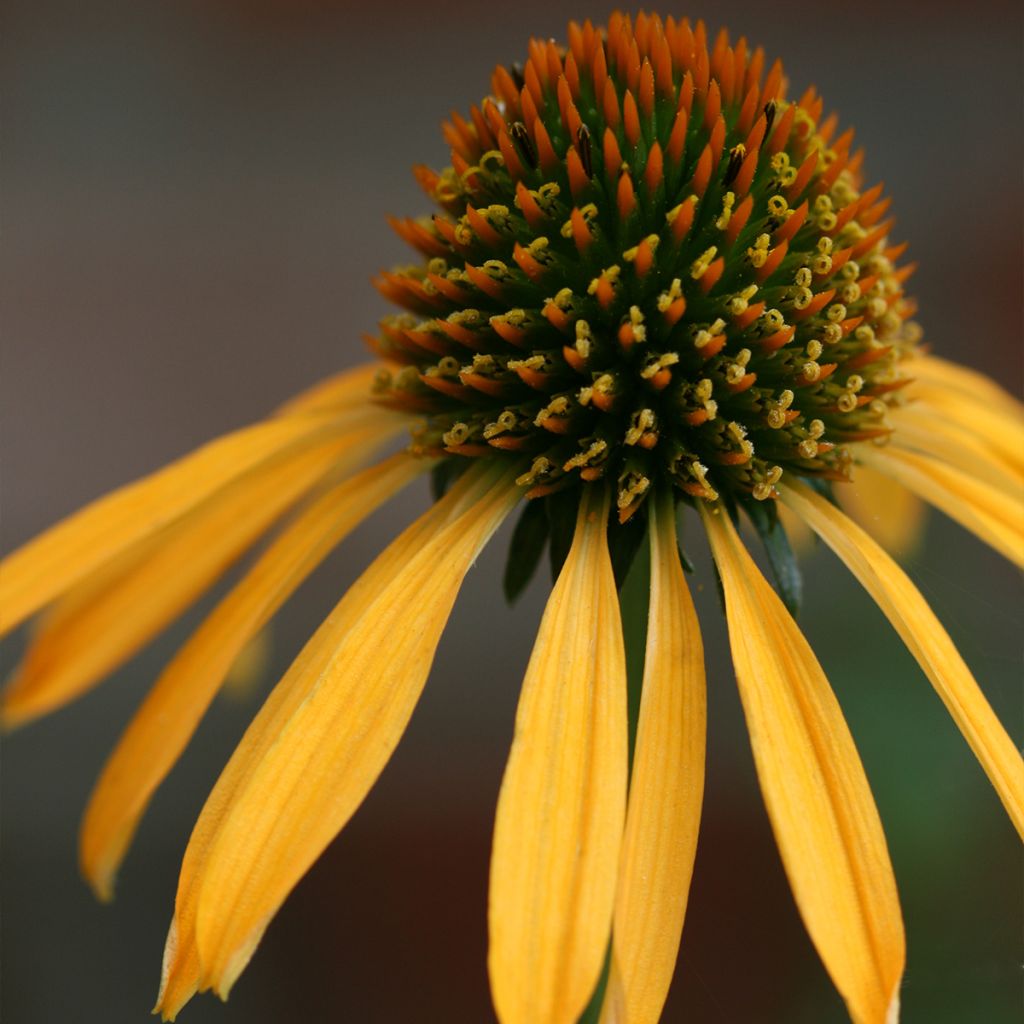 Echinacea Mango Medowbrite - Echinacée