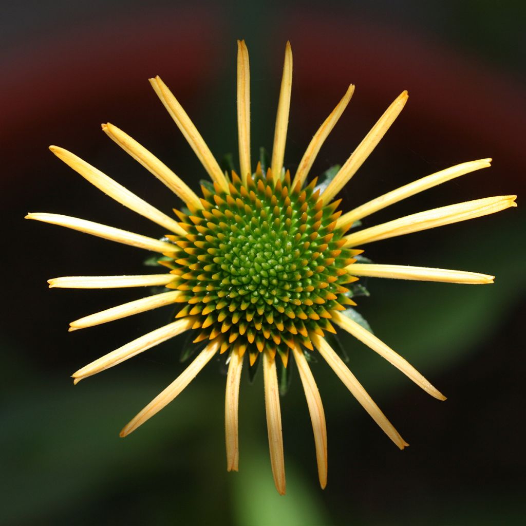 Echinacea Mango Medowbrite - Rudbeckia pourpre