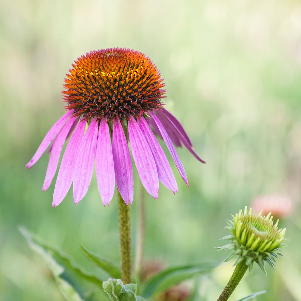 Echinacea purpurea Maxima - Sonnenhut