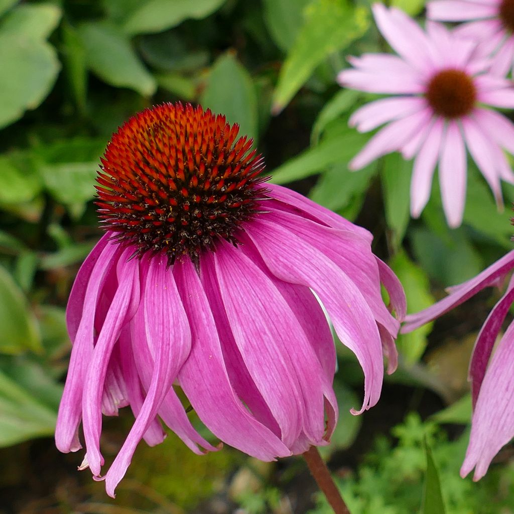 Echinacea purpurea Maxima - Sonnenhut