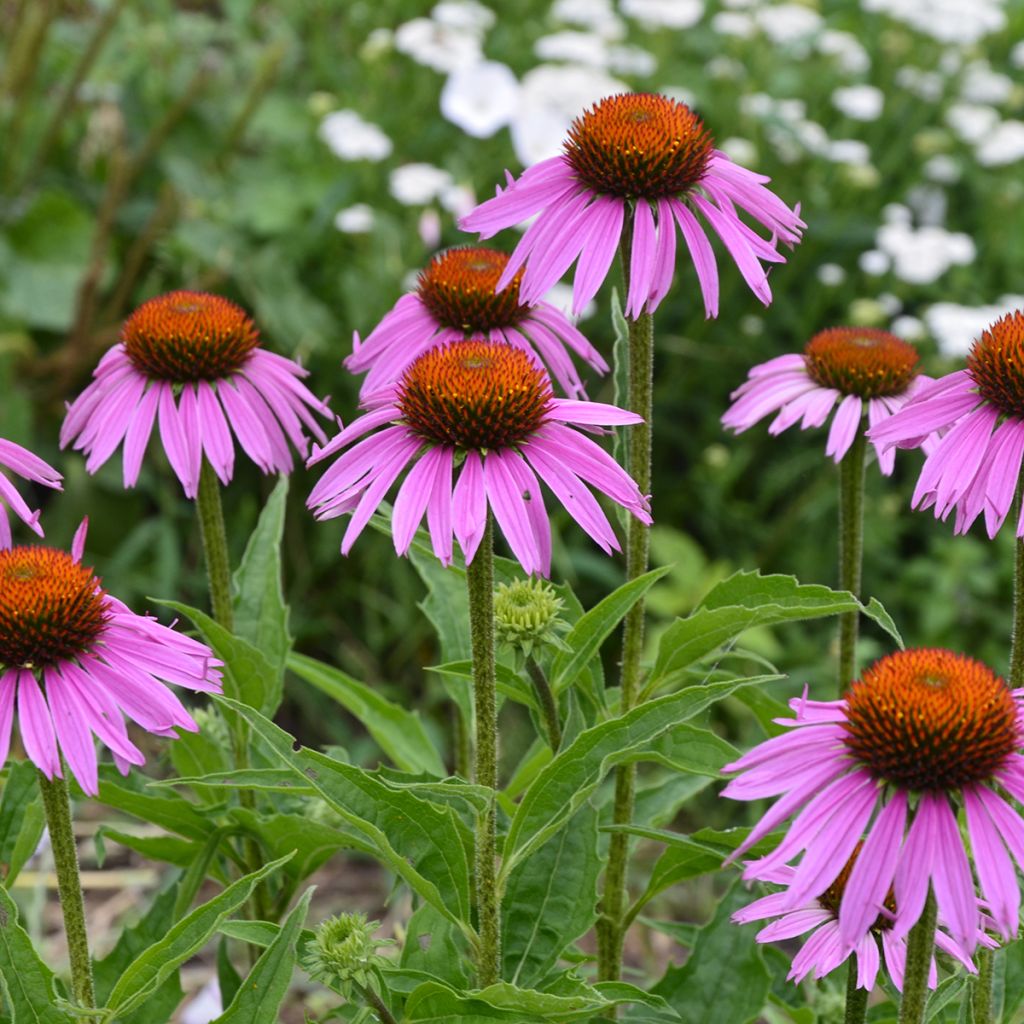 Echinacea purpurea Maxima - Sonnenhut