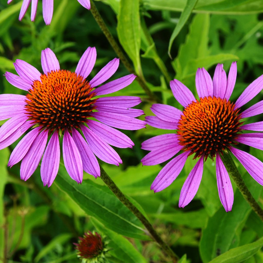 Echinacea purpurea Maxima - Sonnenhut