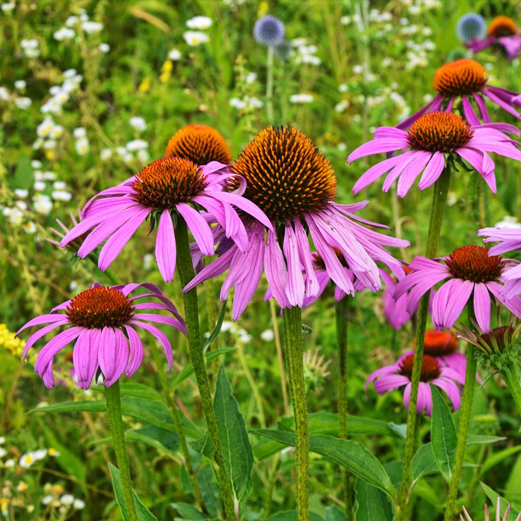 Echinacea purpurea Maxima - Sonnenhut