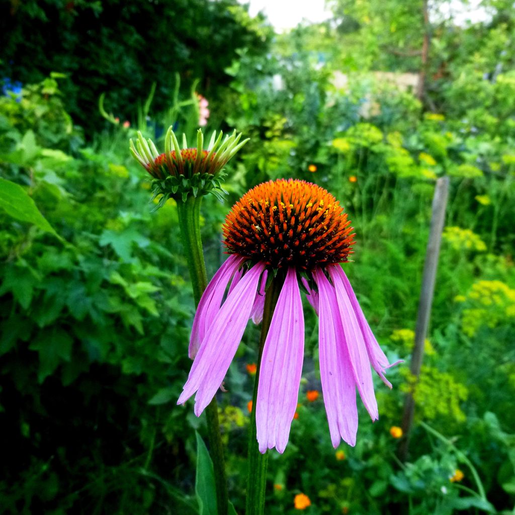 Echinacea purpurea Maxima - Sonnenhut