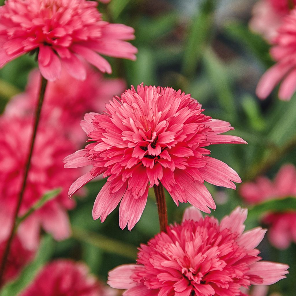 Echinacea purpurea Minibelle - Sonnenhut