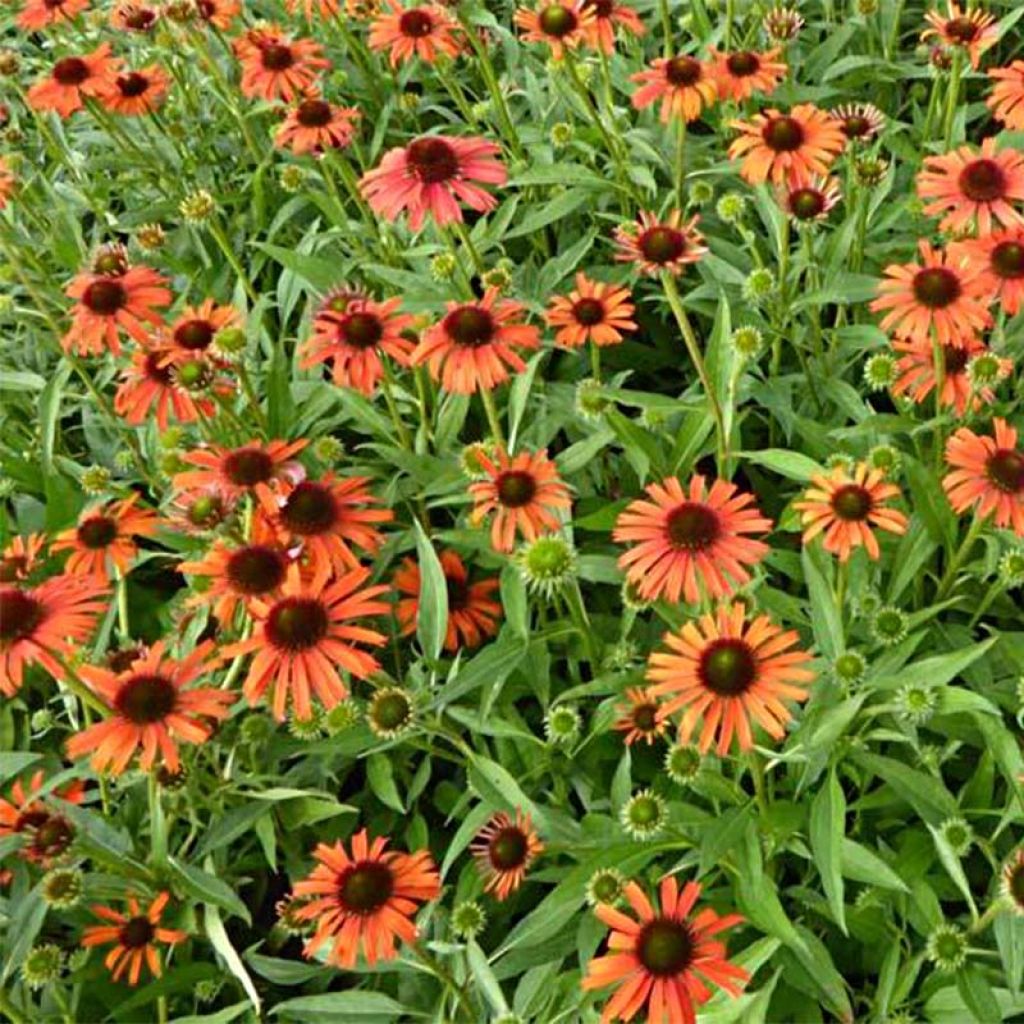 Echinacea Butterfly Orange Skipper - Scheinsonnenhut