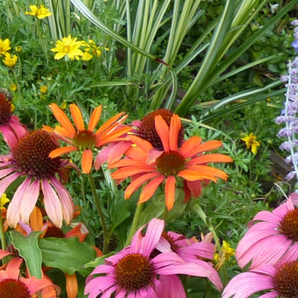 Echinacea Butterfly Orange Skipper - Scheinsonnenhut