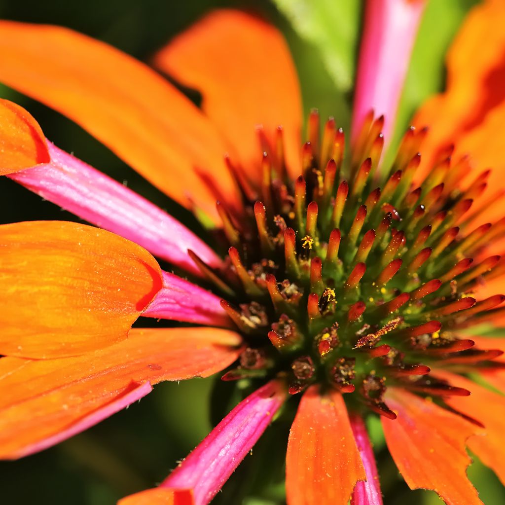 Echinacea Butterfly Orange Skipper - Scheinsonnenhut