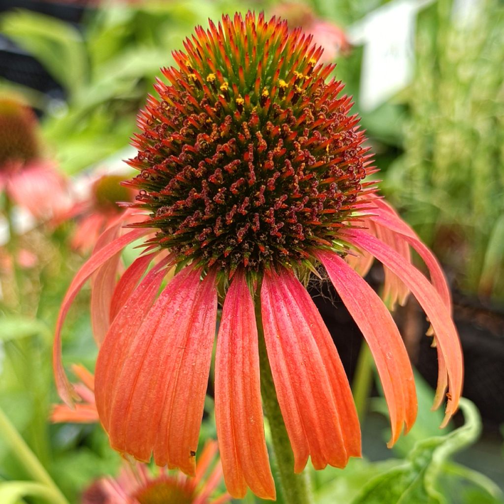 Echinacea Butterfly Orange Skipper - Scheinsonnenhut