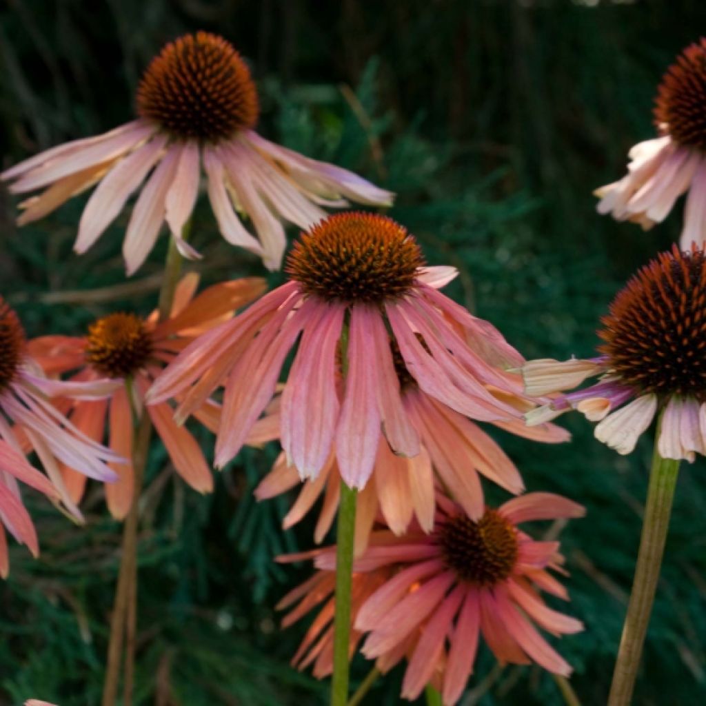 Echinacea purpurea Pacific Summer - Sonnenhut