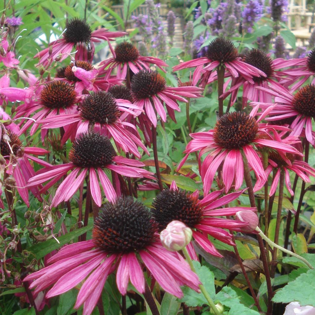 Echinacea purpurea Pica Bella - Sonnenhut