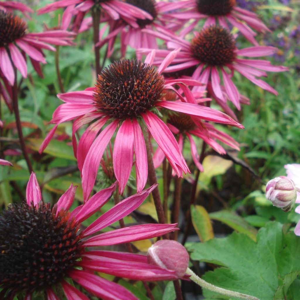 Echinacea purpurea Pica Bella - Sonnenhut