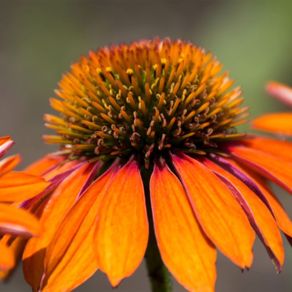 Echinacea Prima Ginger - Scheinsonnenhut