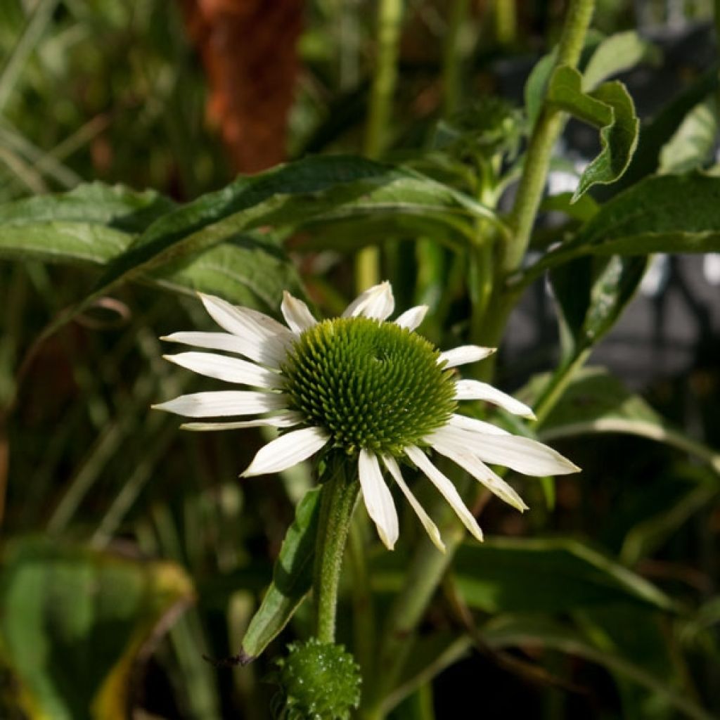 Echinacea Purity - Rudbeckia pourpre