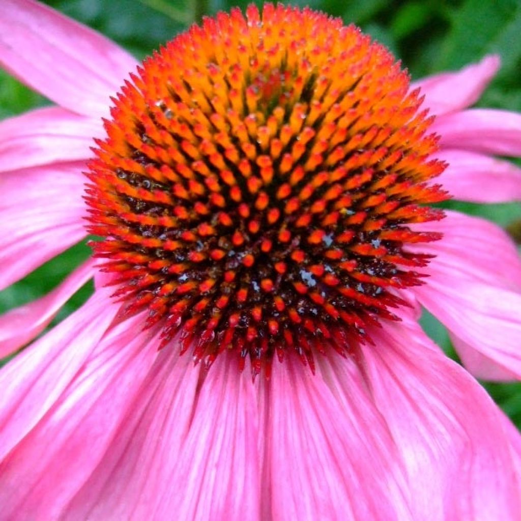 Echinacea Robin Hood - Scheinsonnenhut