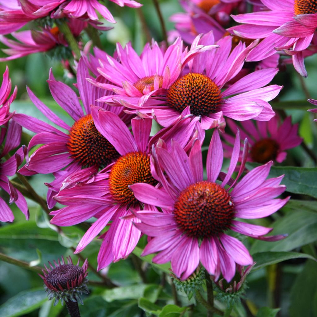 Echinacea Robin Hood - Scheinsonnenhut