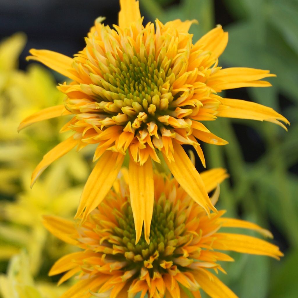 Echinacea purpurea Secret Glow - Sonnenhut