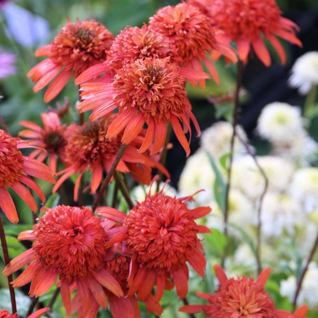 Echinacea purpurea Secret Lust - Sonnenhut