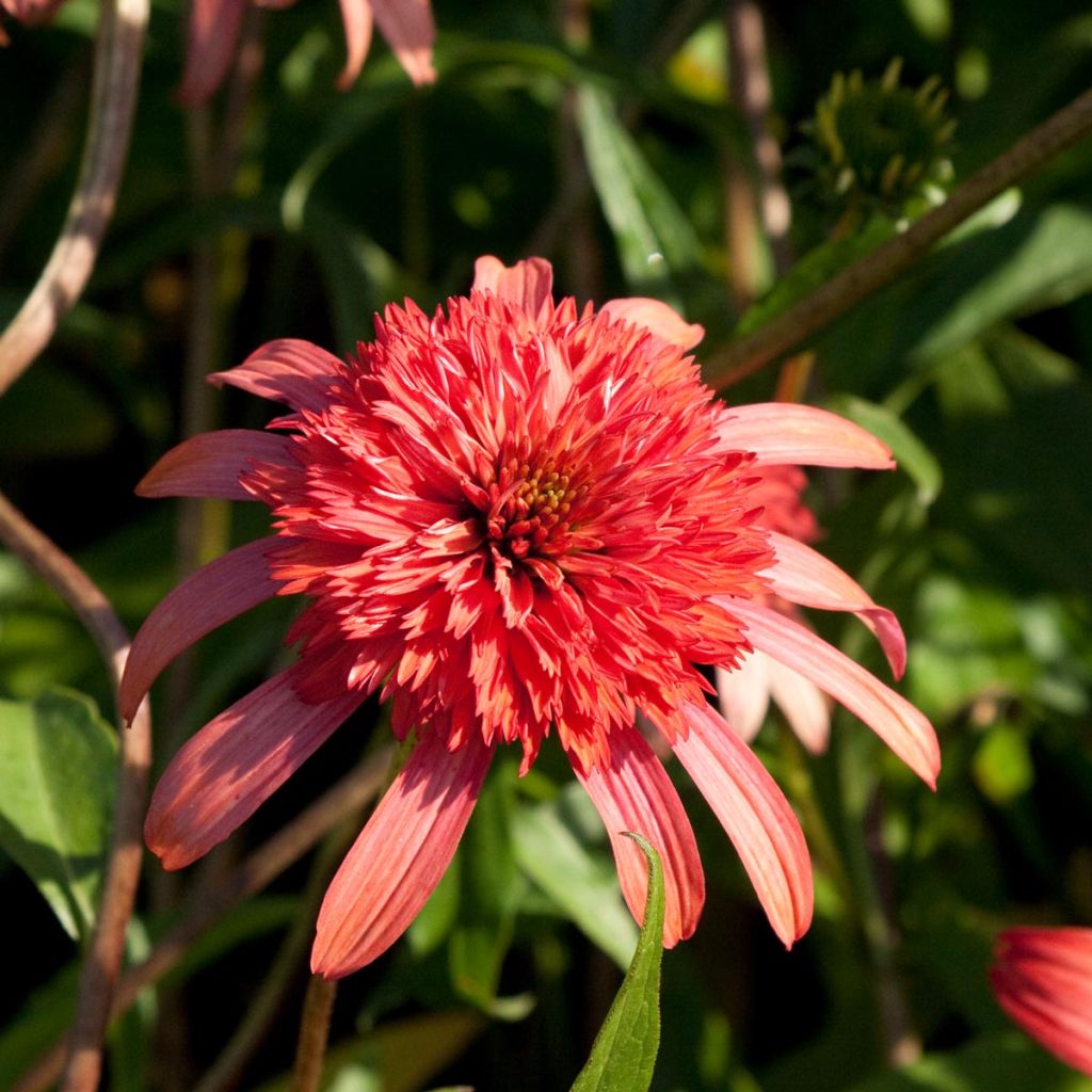 Echinacea purpurea Secret Passion - Sonnenhut