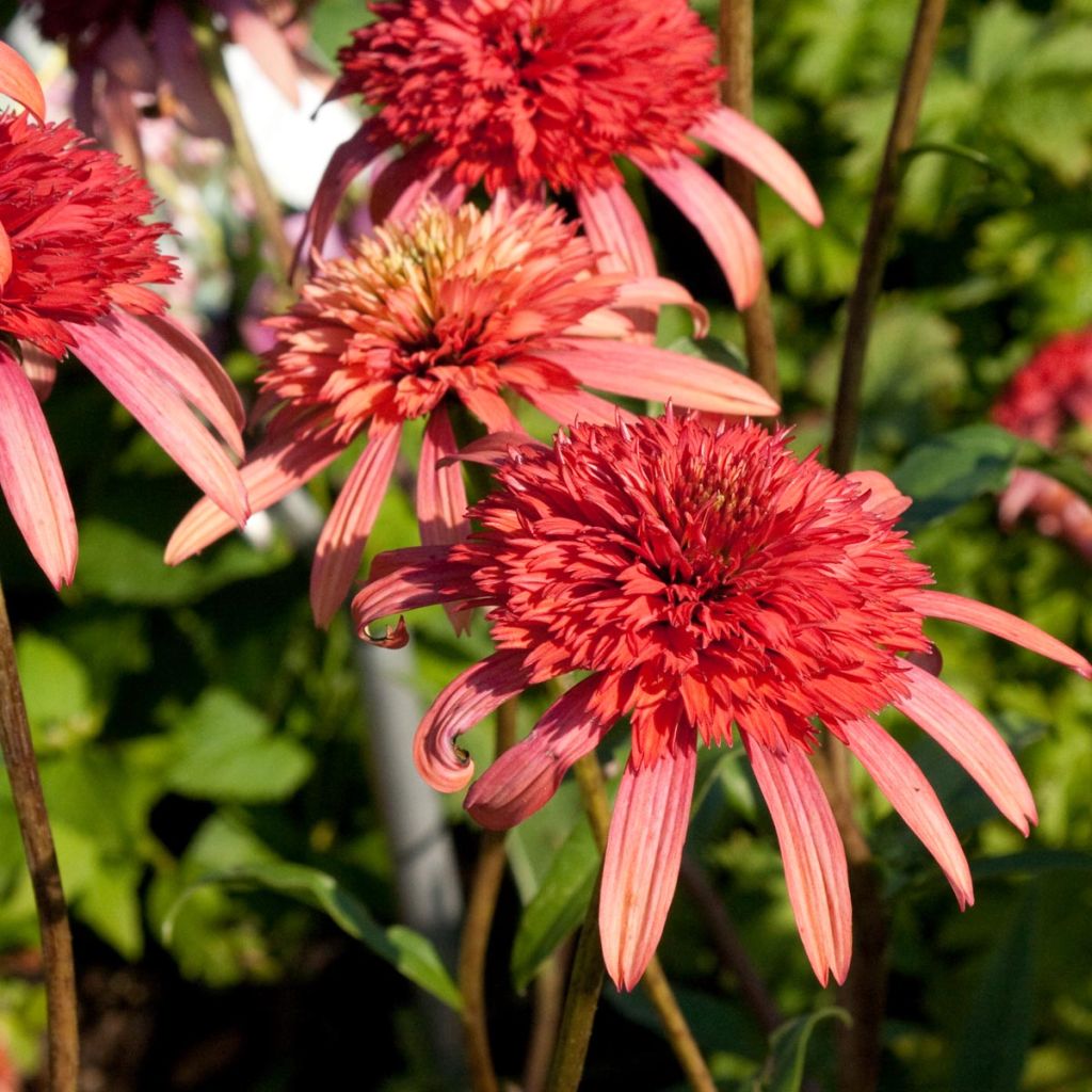 Echinacea Secret Passion - Rudbeckia pourpre