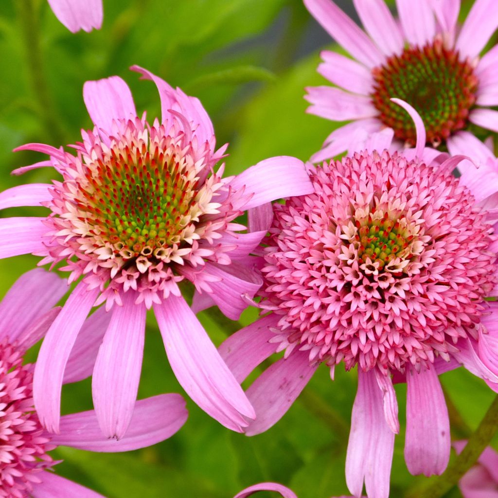 Echinacea Secret Romance - Rudbeckia pourpre 