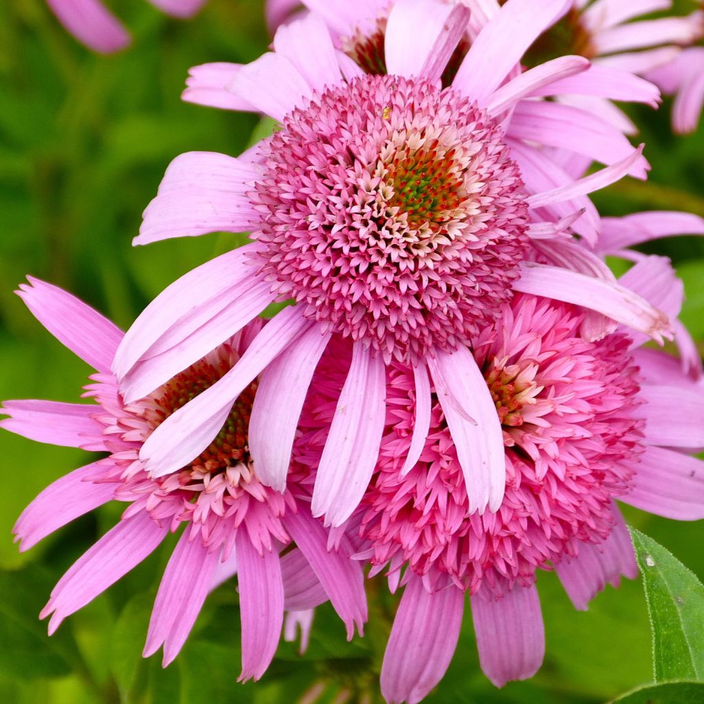 Echinacea Secret Romance - Rudbeckia pourpre 